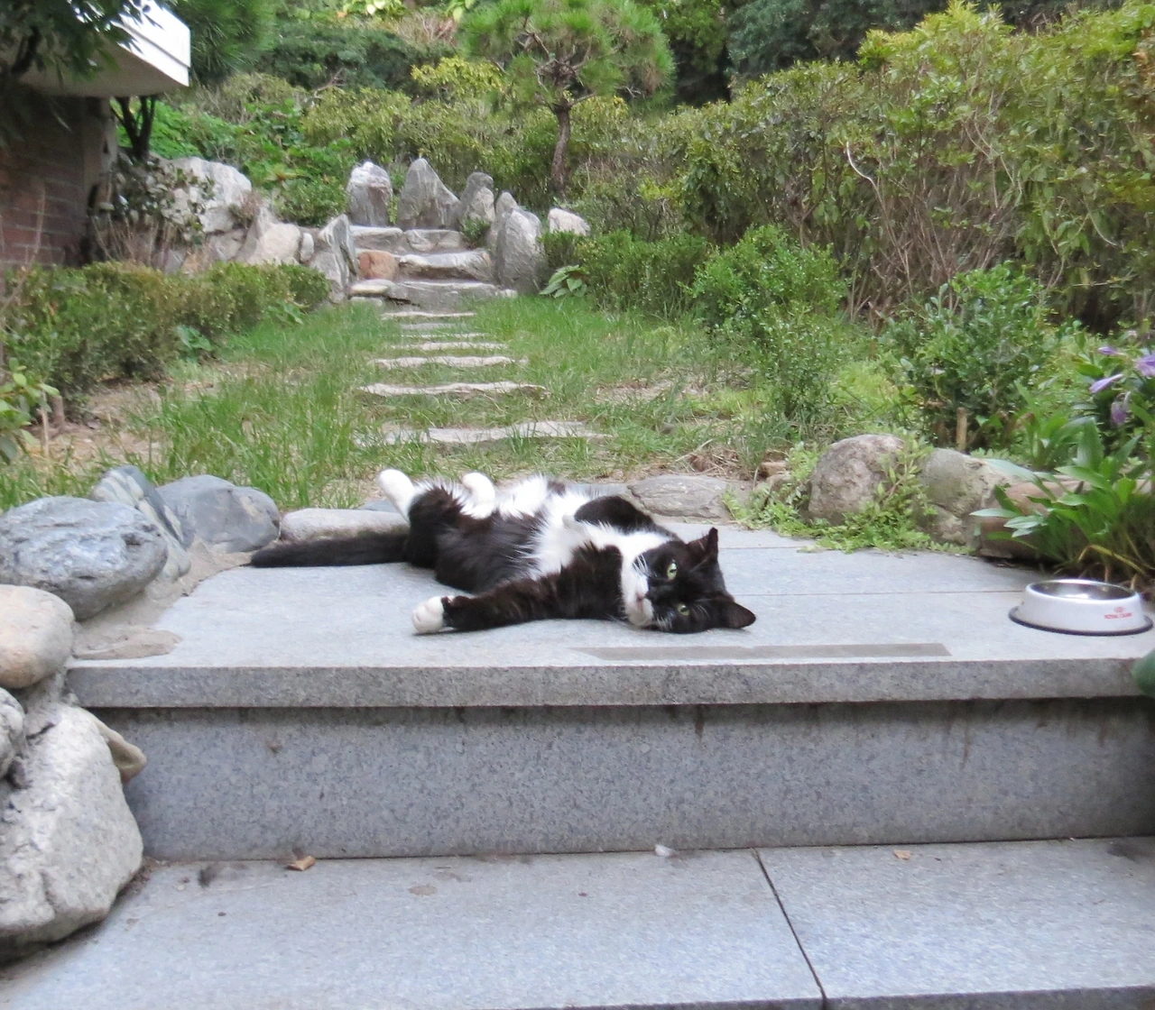 1대장고양이_폭염에벌러덩_180727 080.JPG