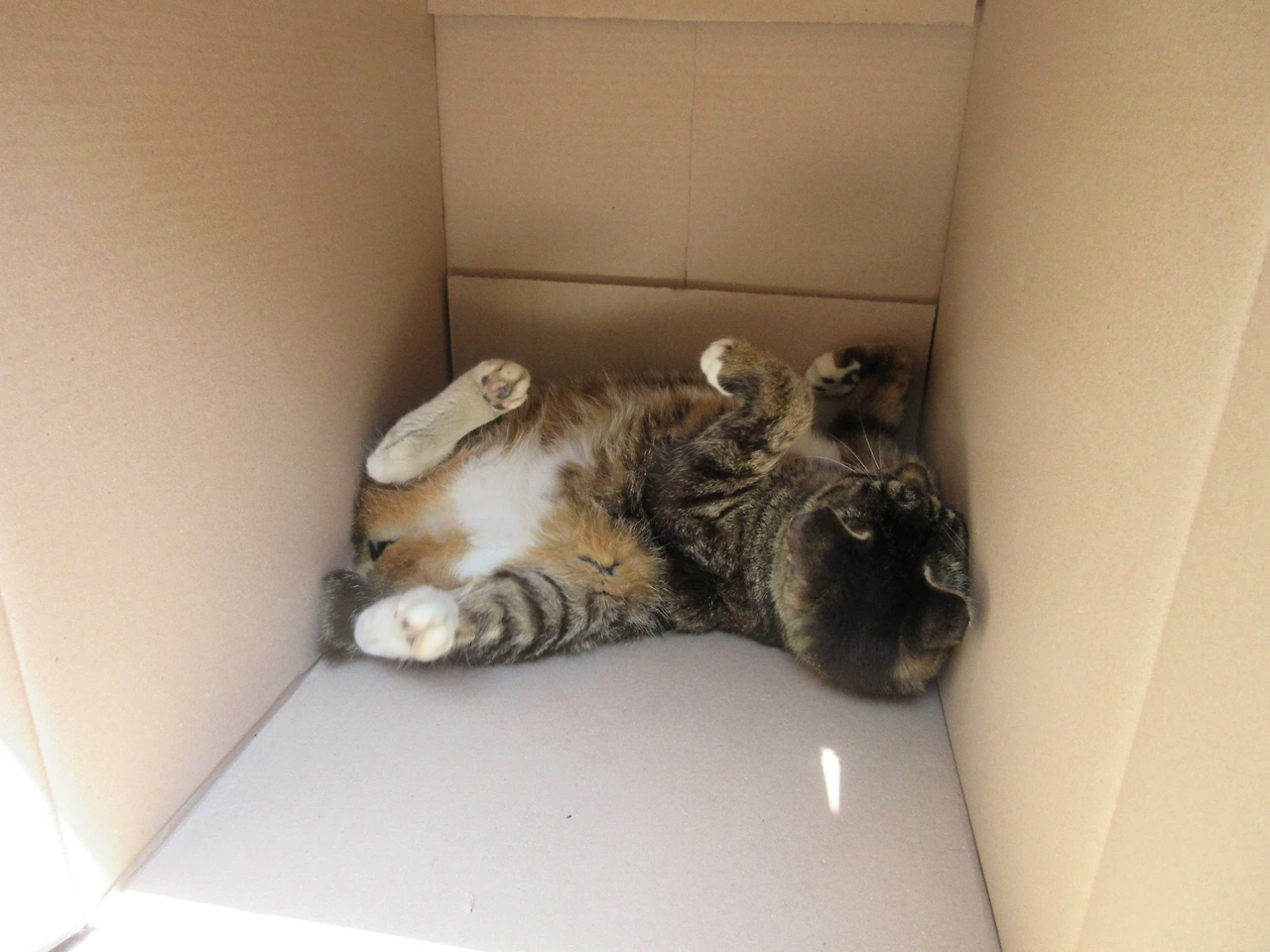 1목걸이__박스얼리어답터3_고양이_200608 (42).JPG