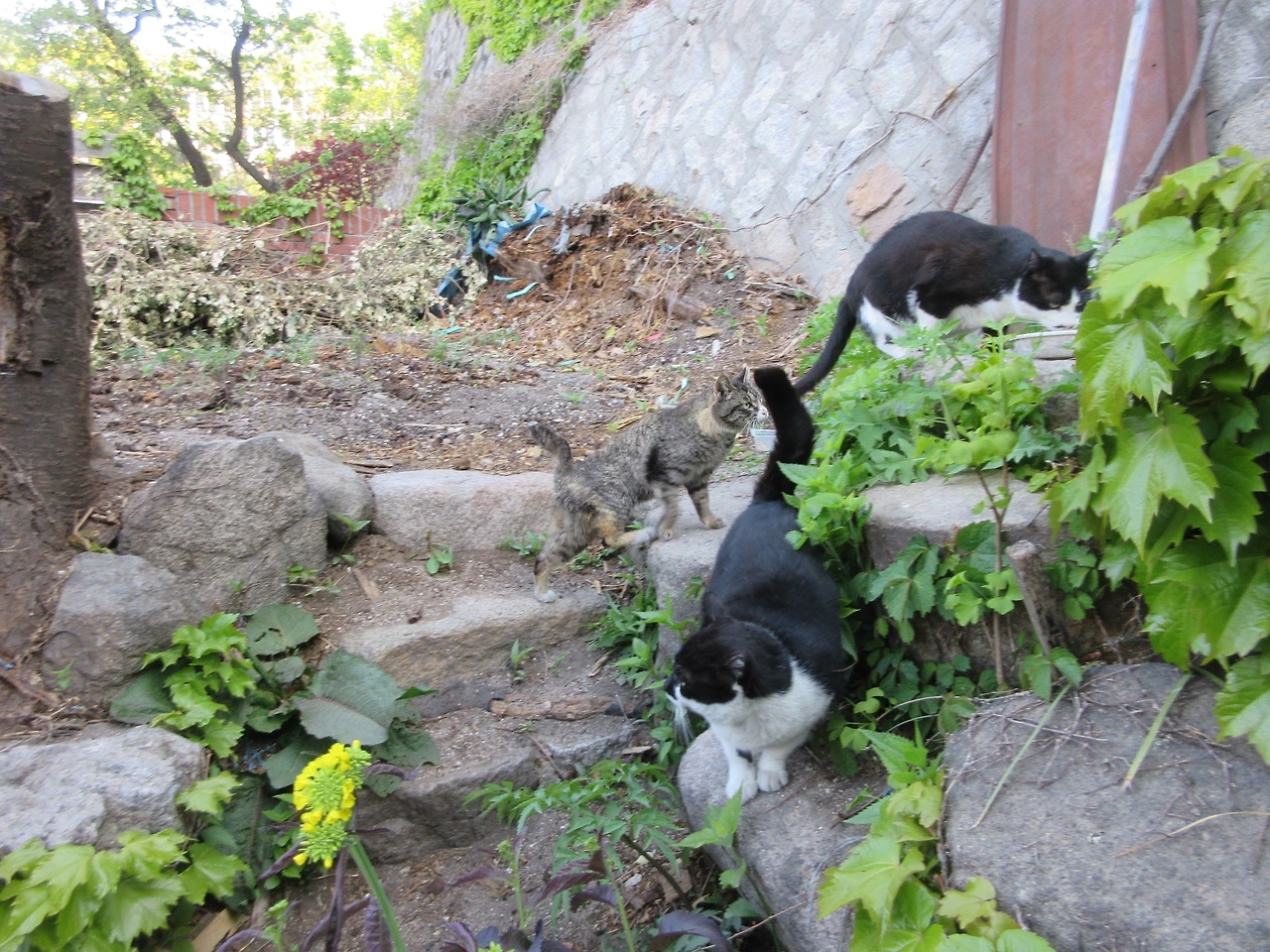 갑수_작은귀_은애_200429 (7).JPG