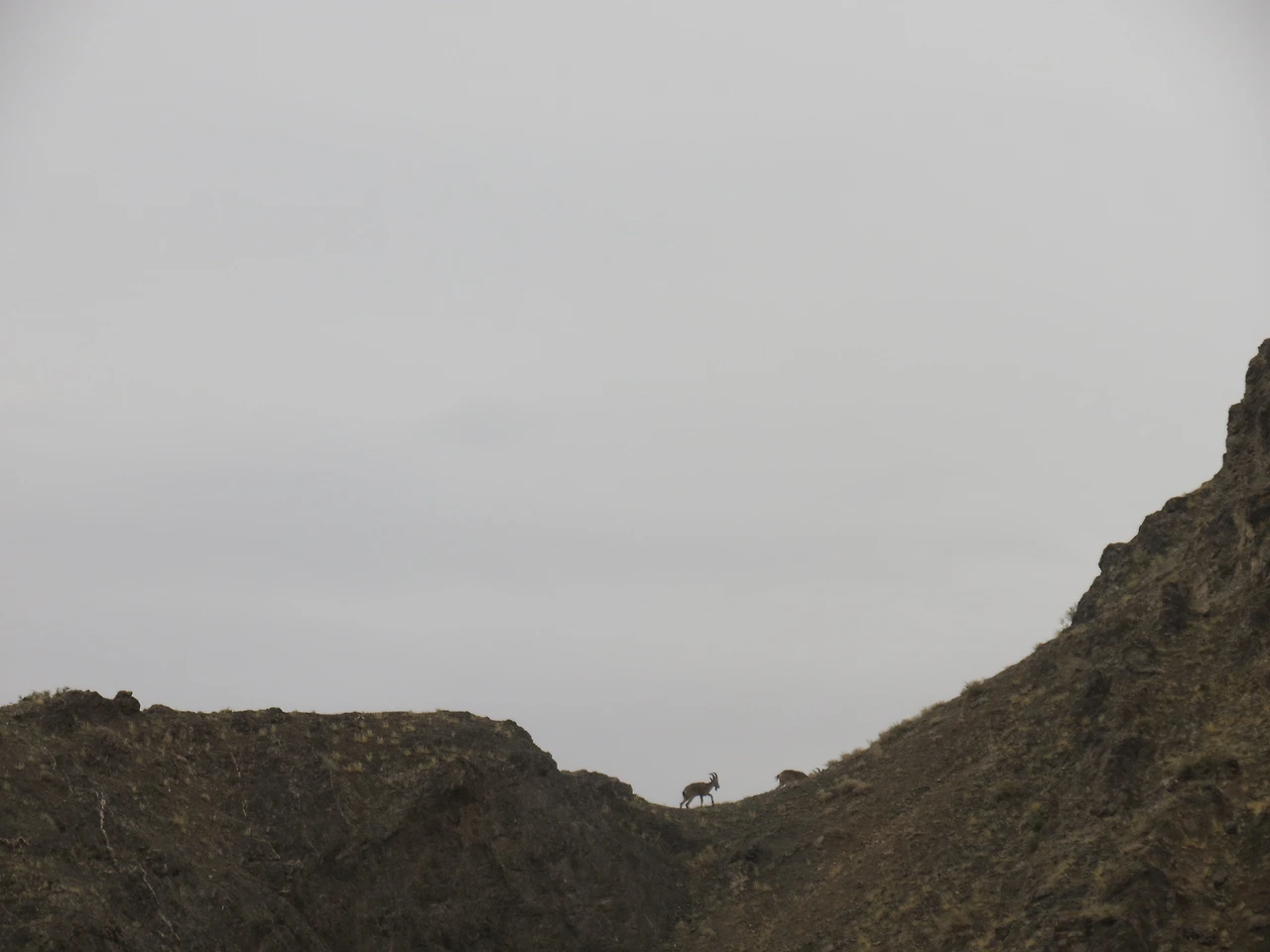 야생염소2_220823 (27).JPG