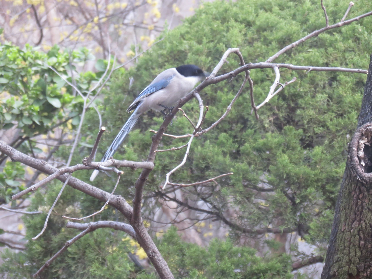 물까치2_220406 (3).JPG