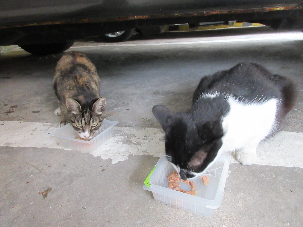 작은귀_공사중2_230716_1 (82).JPG