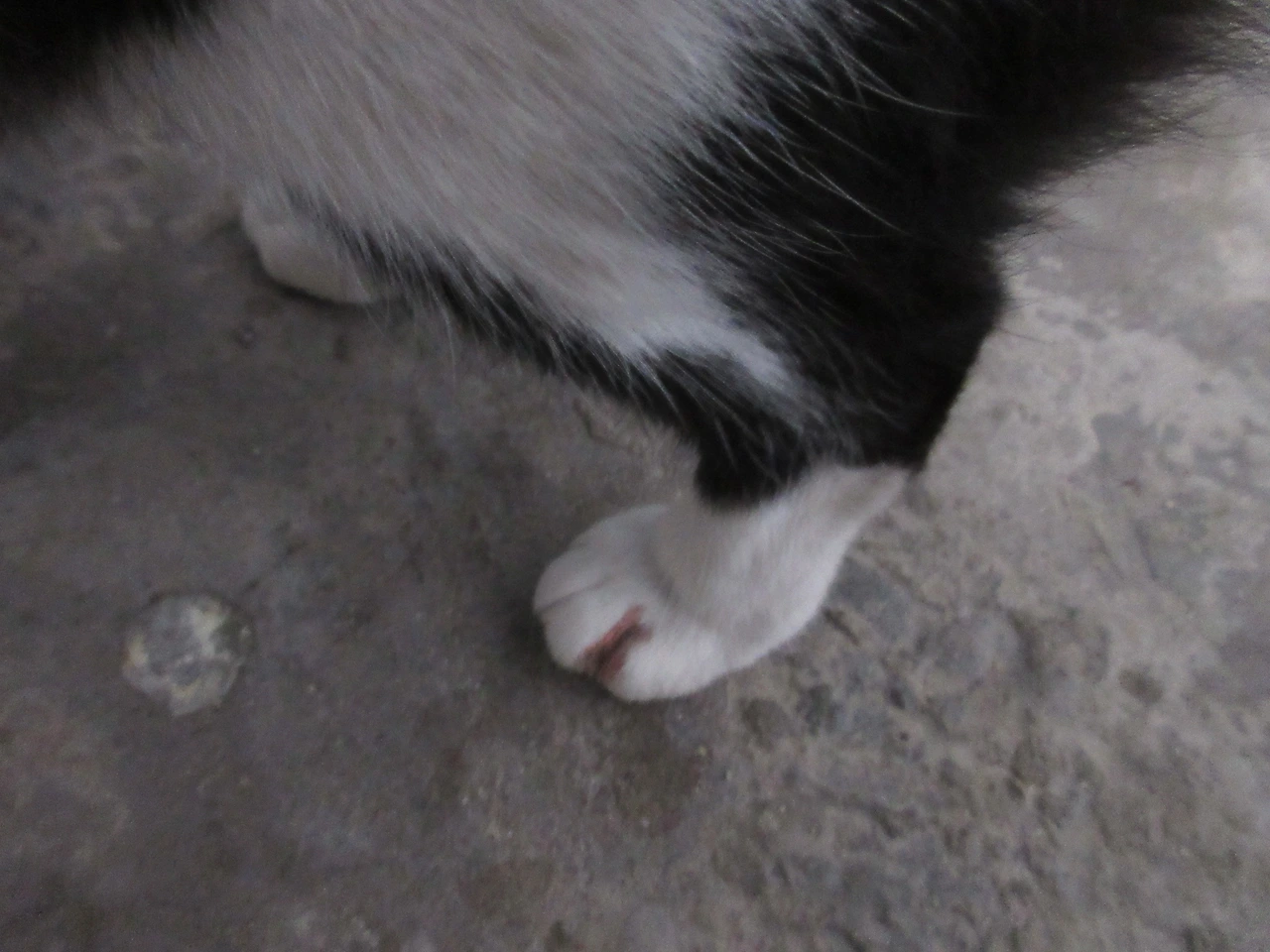 1은애_뒷발가락2_상처_221113 (74).JPG