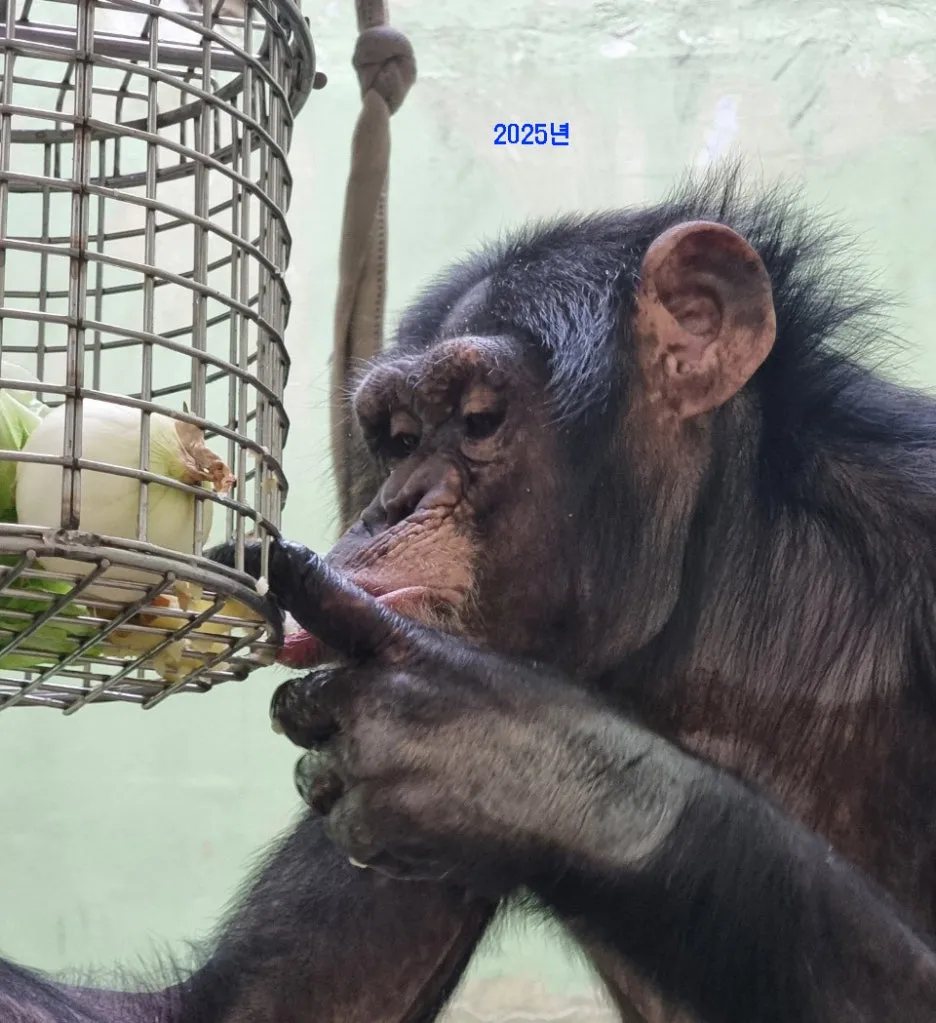 2025%EB%85%84%EA%B4%91%EB%B3%B5%EA%B4%80%EC%88%9C%EC%9D%B4.jpg?type=w1