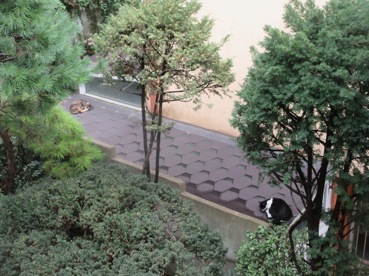 1은애_비온날_지붕2_220917 (63).JPG