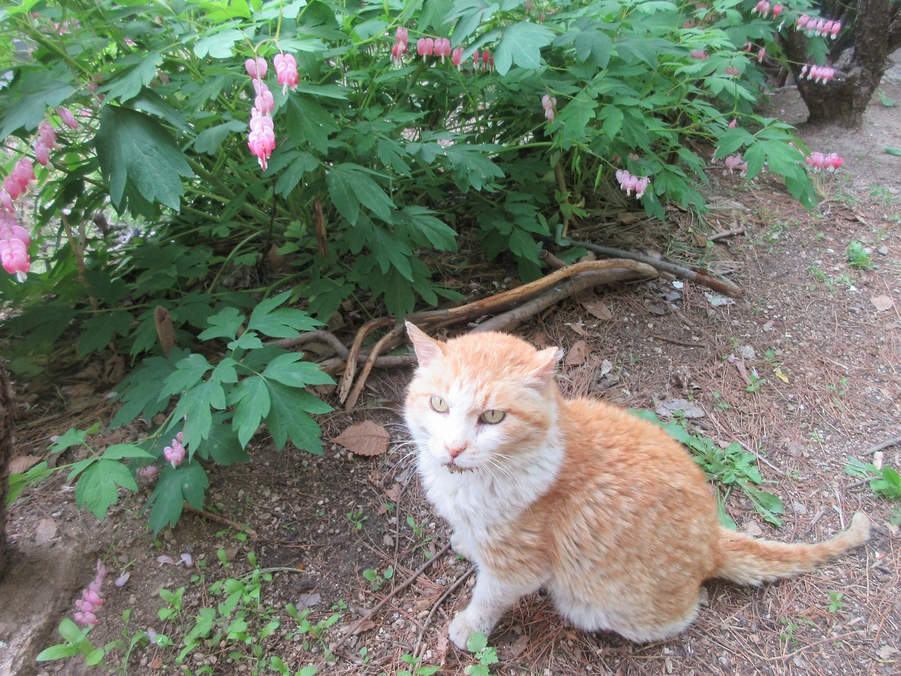 1꽃보다5_노랑_금낭화210511 (67).JPG