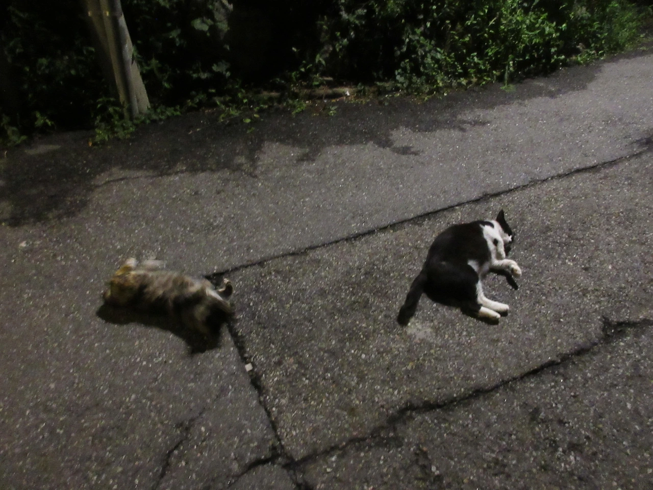 1_은애_작은귀_밤마실230721 (3).JPG