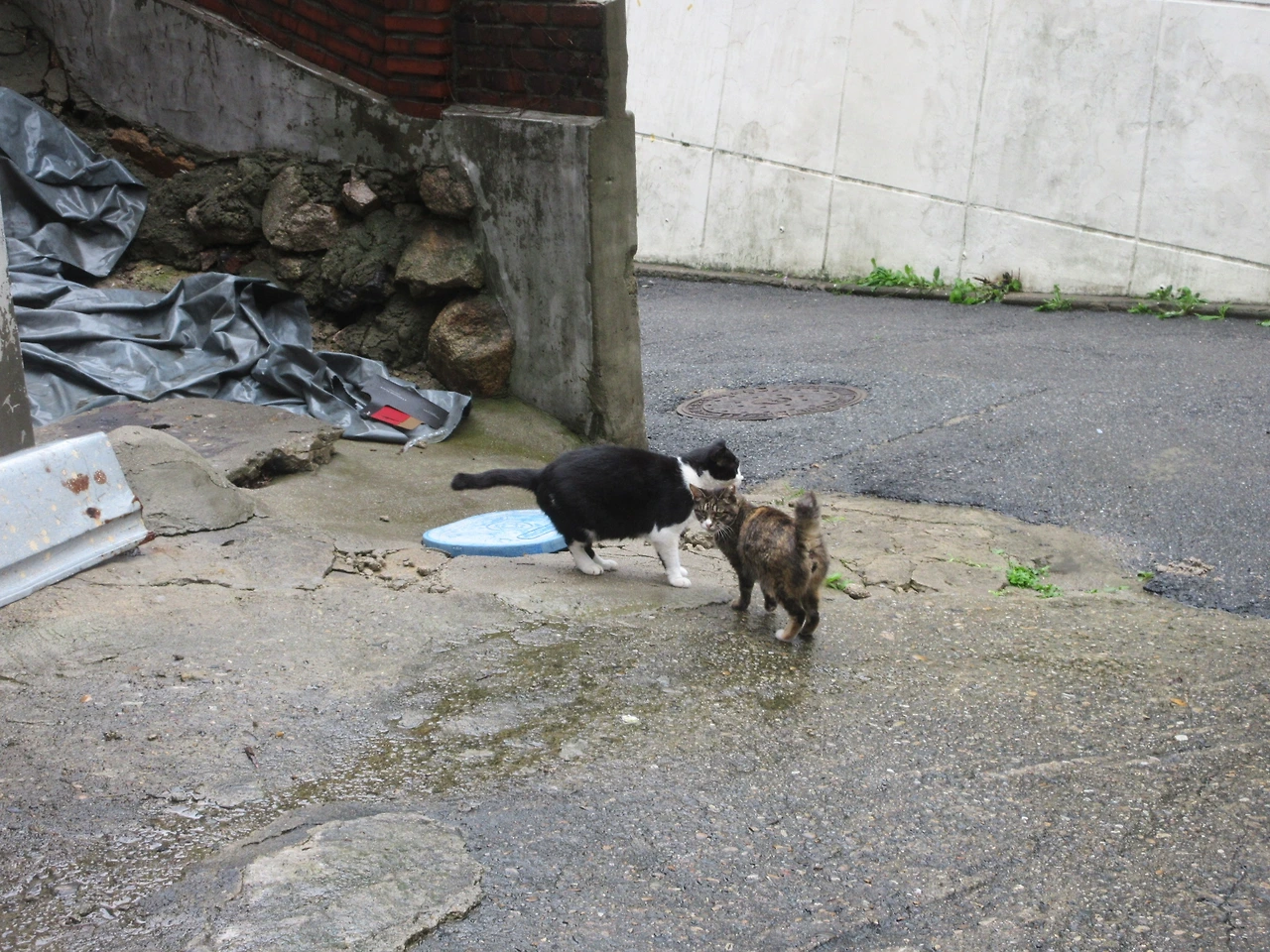 1힌남노태풍3_은애_작은귀_220906 (38).JPG