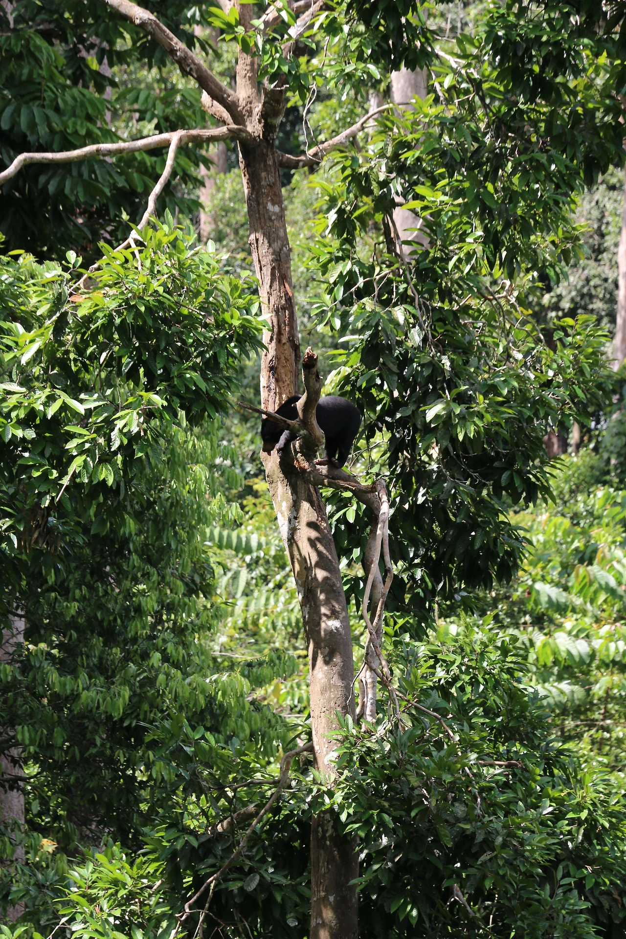 나무의 높은 곳까지 올라간 말레이곰 (1).JPG