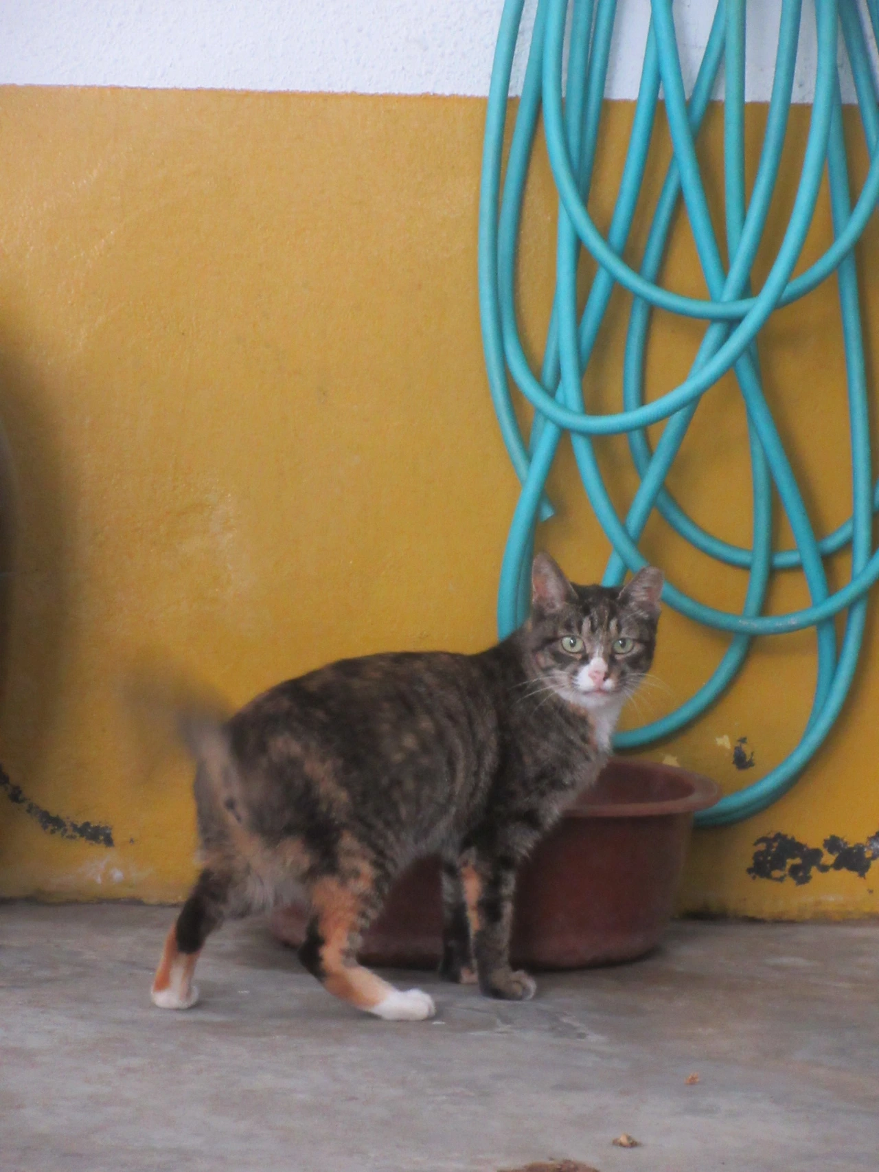 1작은귀_큰물그릇_200816 (63).JPG