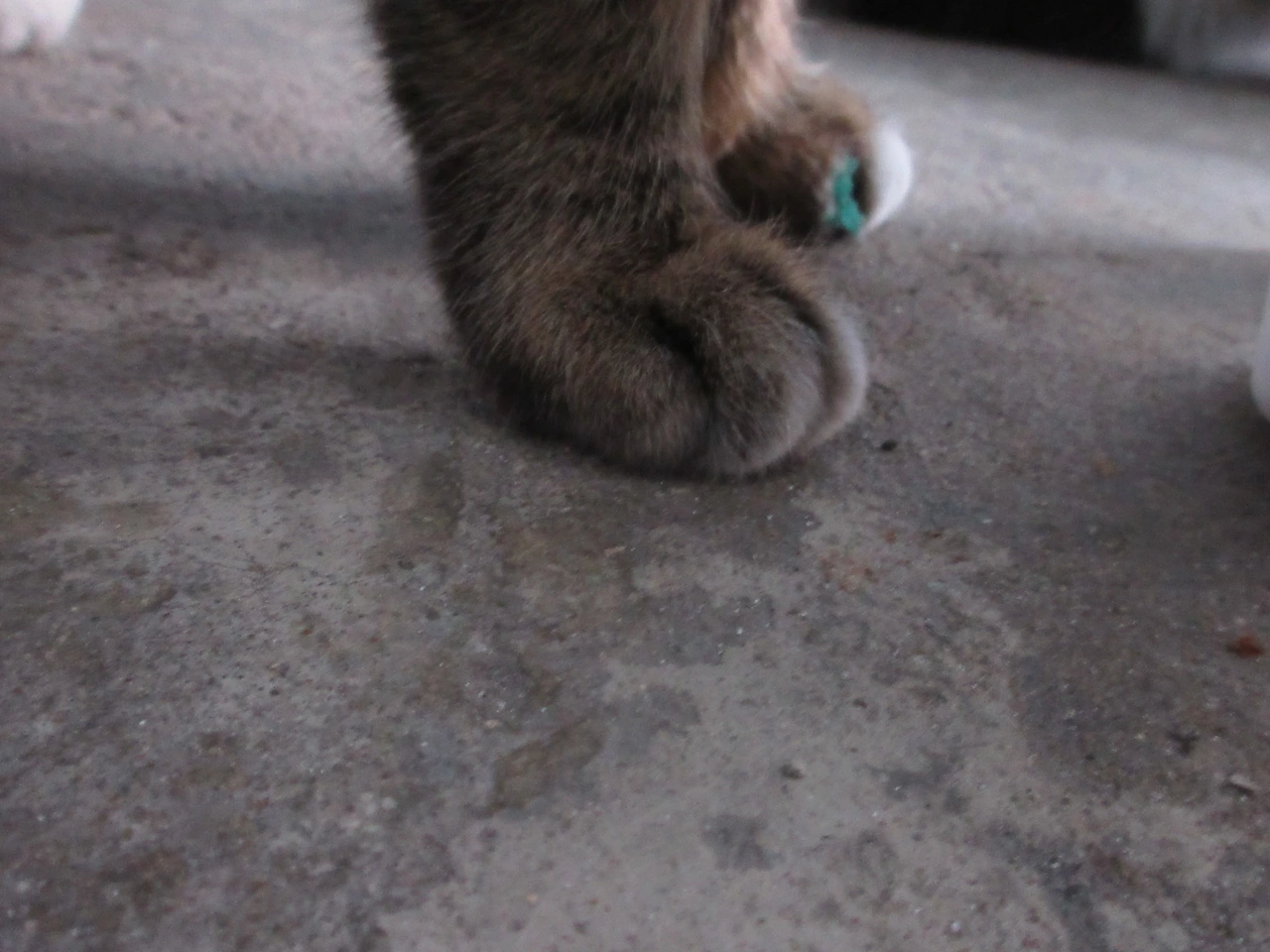 작은귀_발톱_테이프_220125 (3).JPG