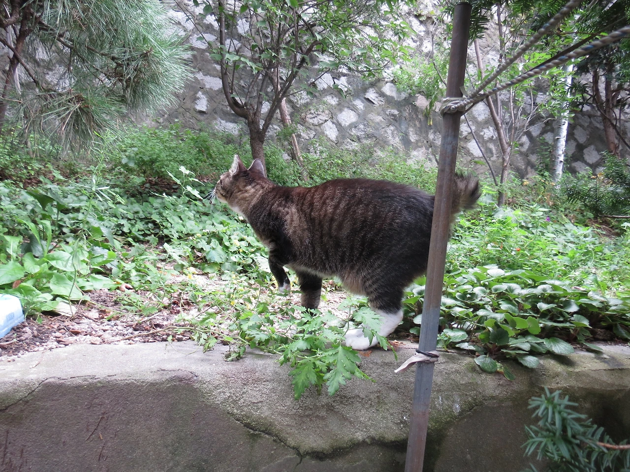 새로나타난고양이_흰둥이4_220911 (14).JPG