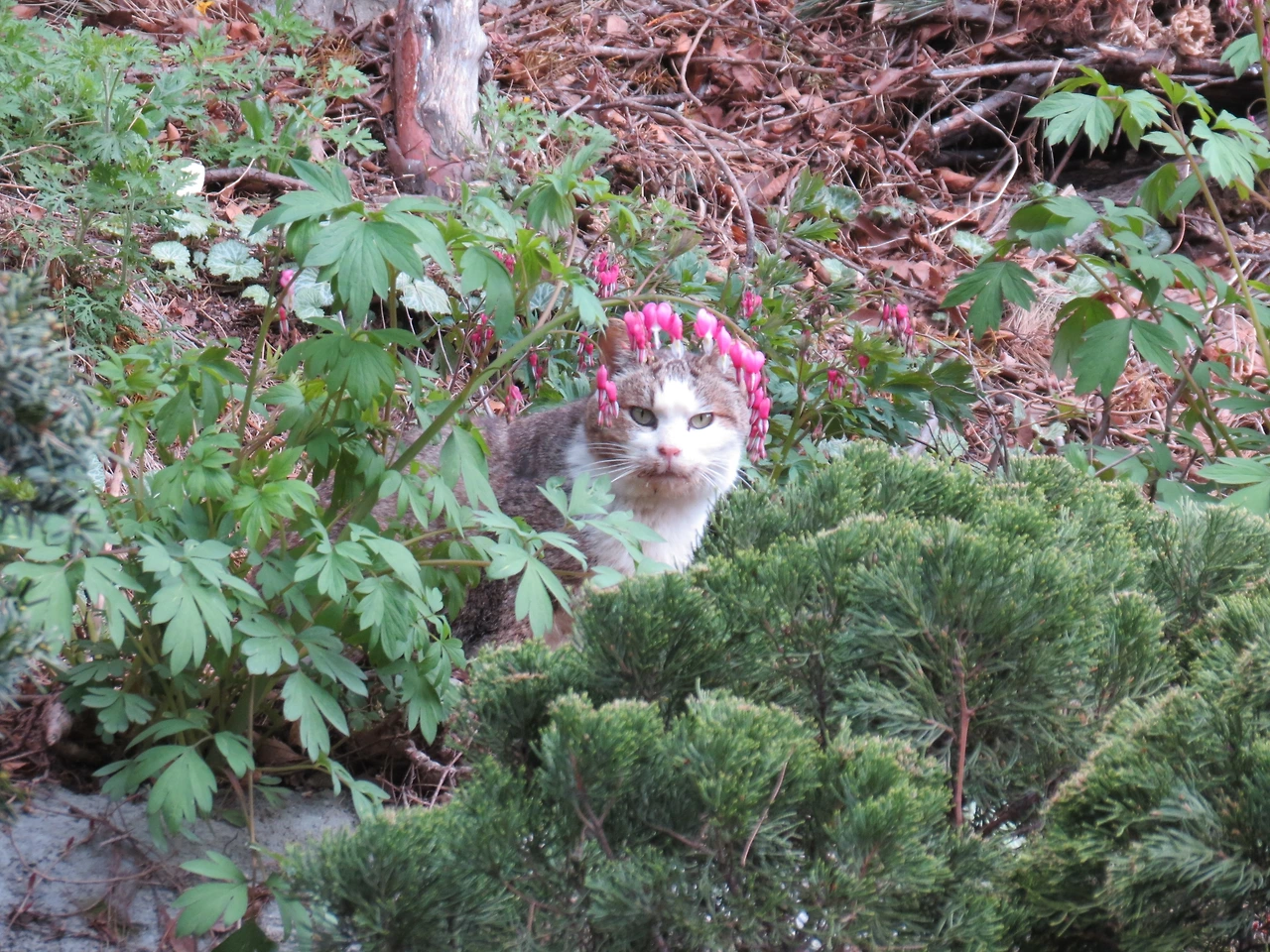 1꽃보다3__장이_금낭화_190420 087.JPG