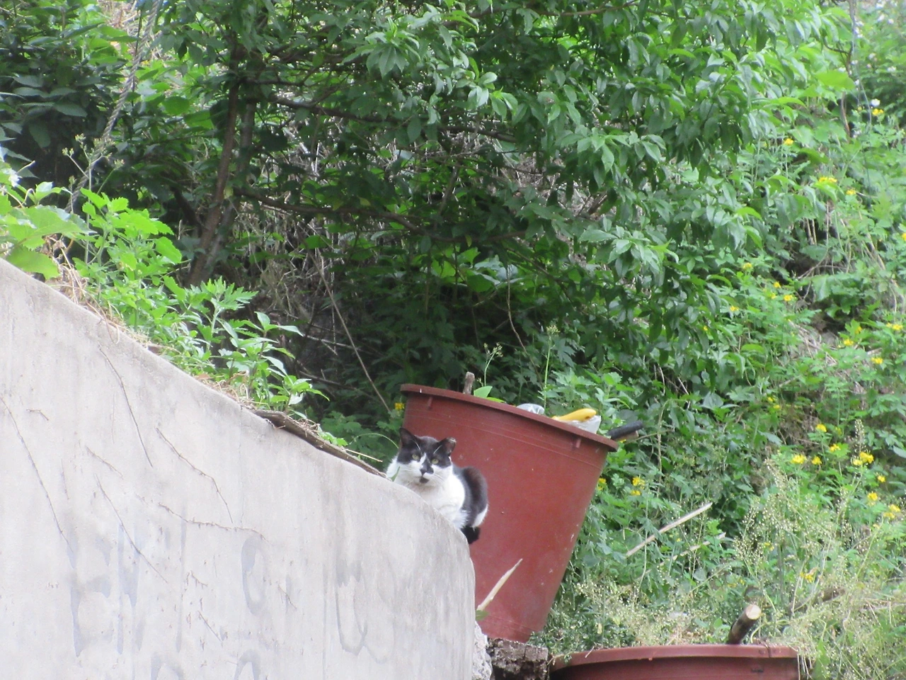 은애_고양이_안면인식장애_220521 (19).JPG