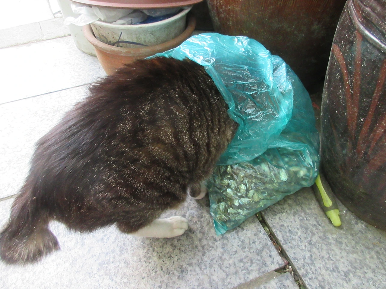 목걸이_멸치똥1_220521 (116).JPG