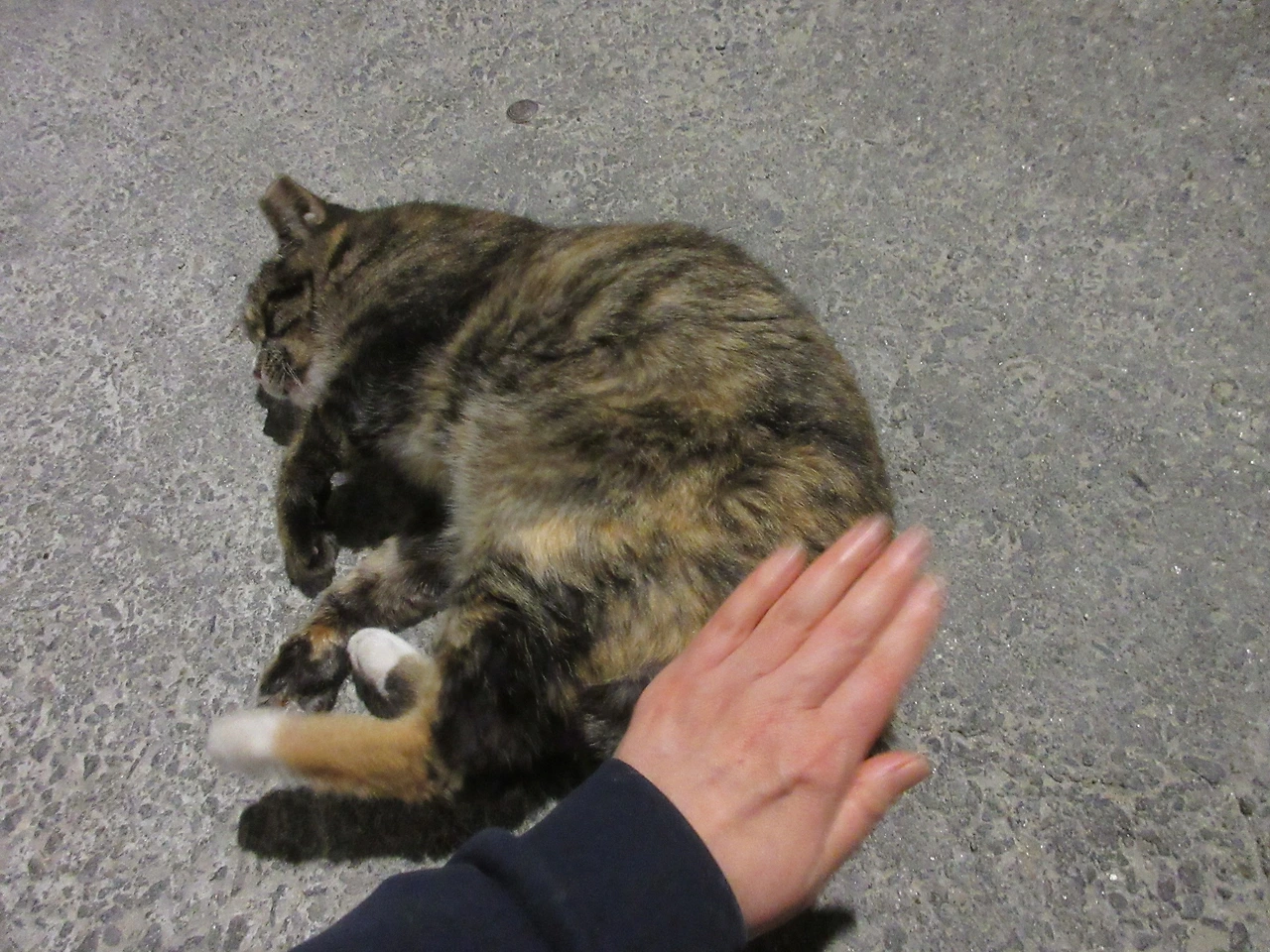 작은귀_궁디팡팡_231105 (115).JPG