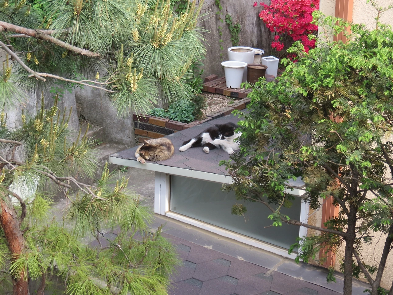 1은애_작은귀_아랫집220429 (30).JPG