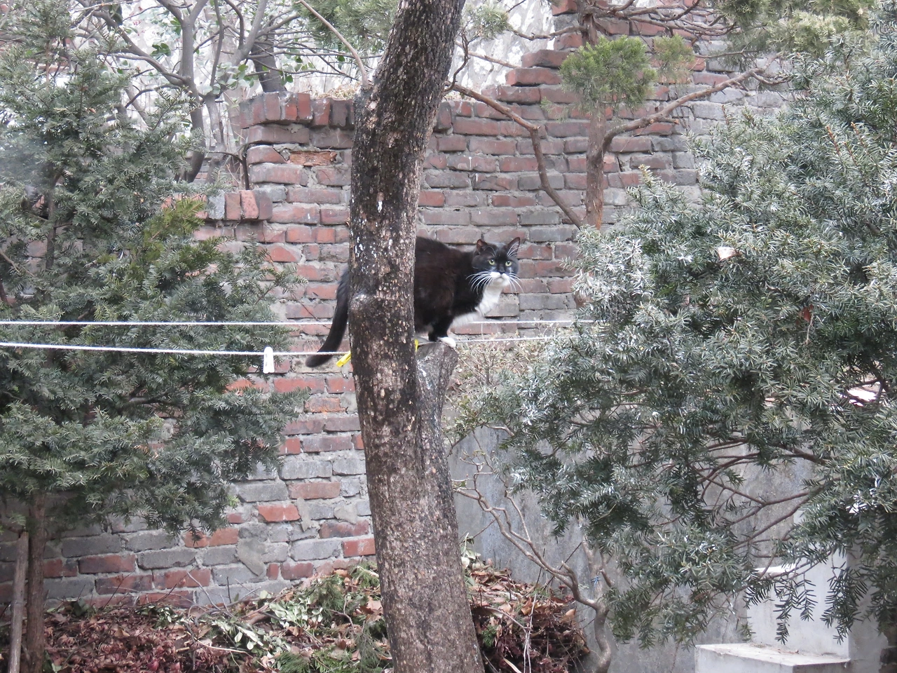 1대장_고양이나무타기_150222 073.JPG