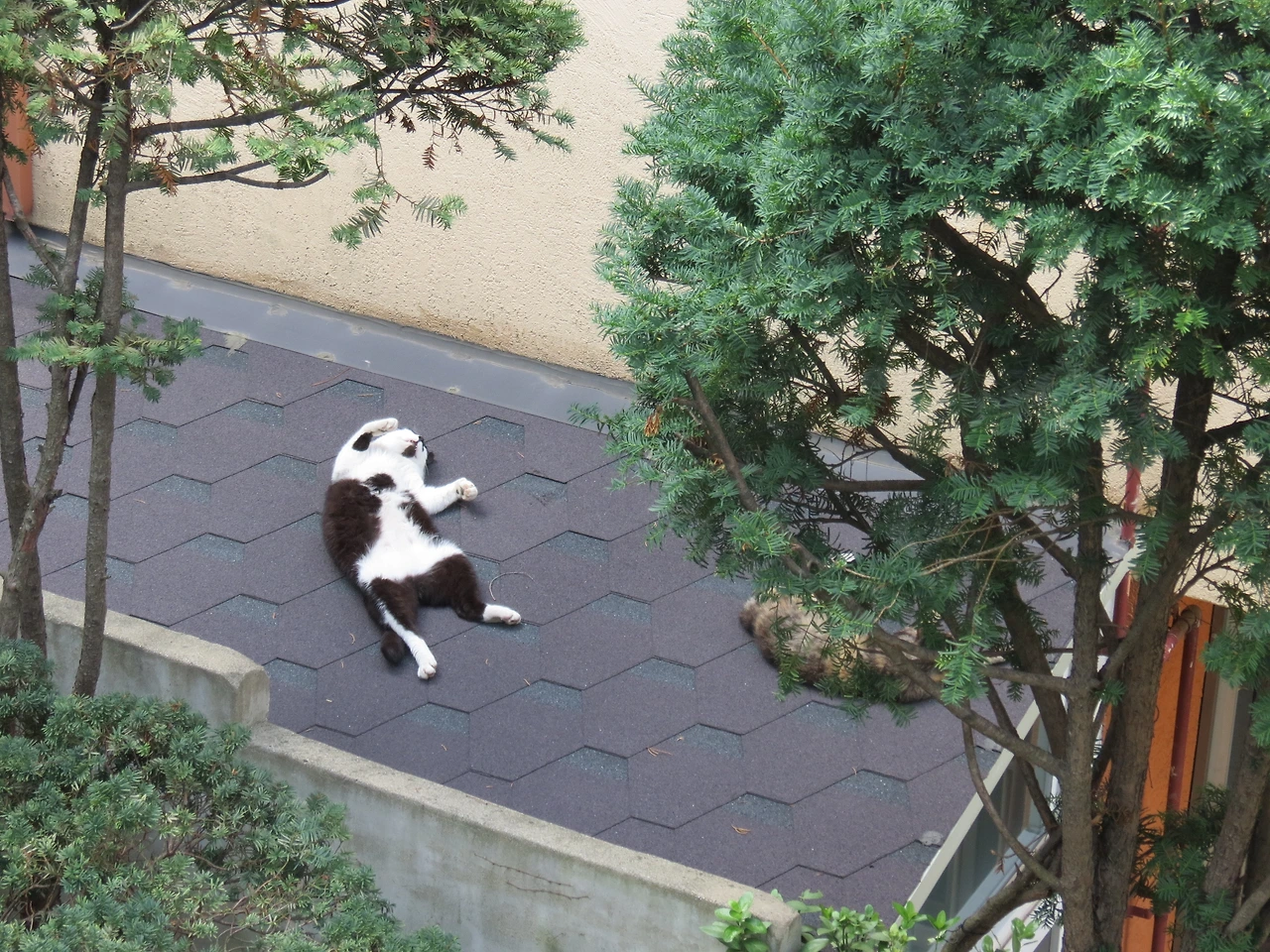 1은애_벌러덩_잠버릇_작은귀2_220729 (13).JPG