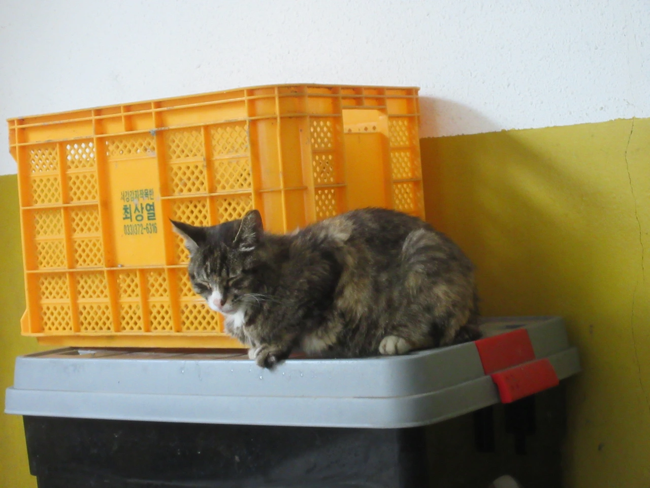 집중호우_은애_작은귀5_축대붕괴220701 (16).JPG