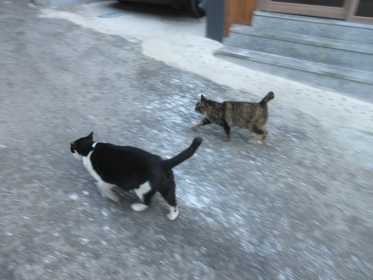 1_작은귀_은애_춥지영하15도_240122 (248).JPG