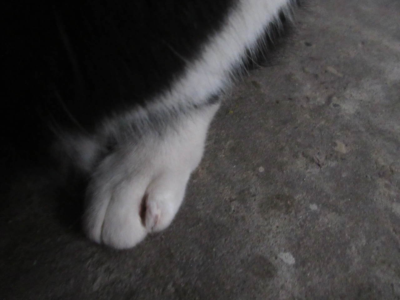 1은애_뒷발가락1_상처_221113 (122).JPG