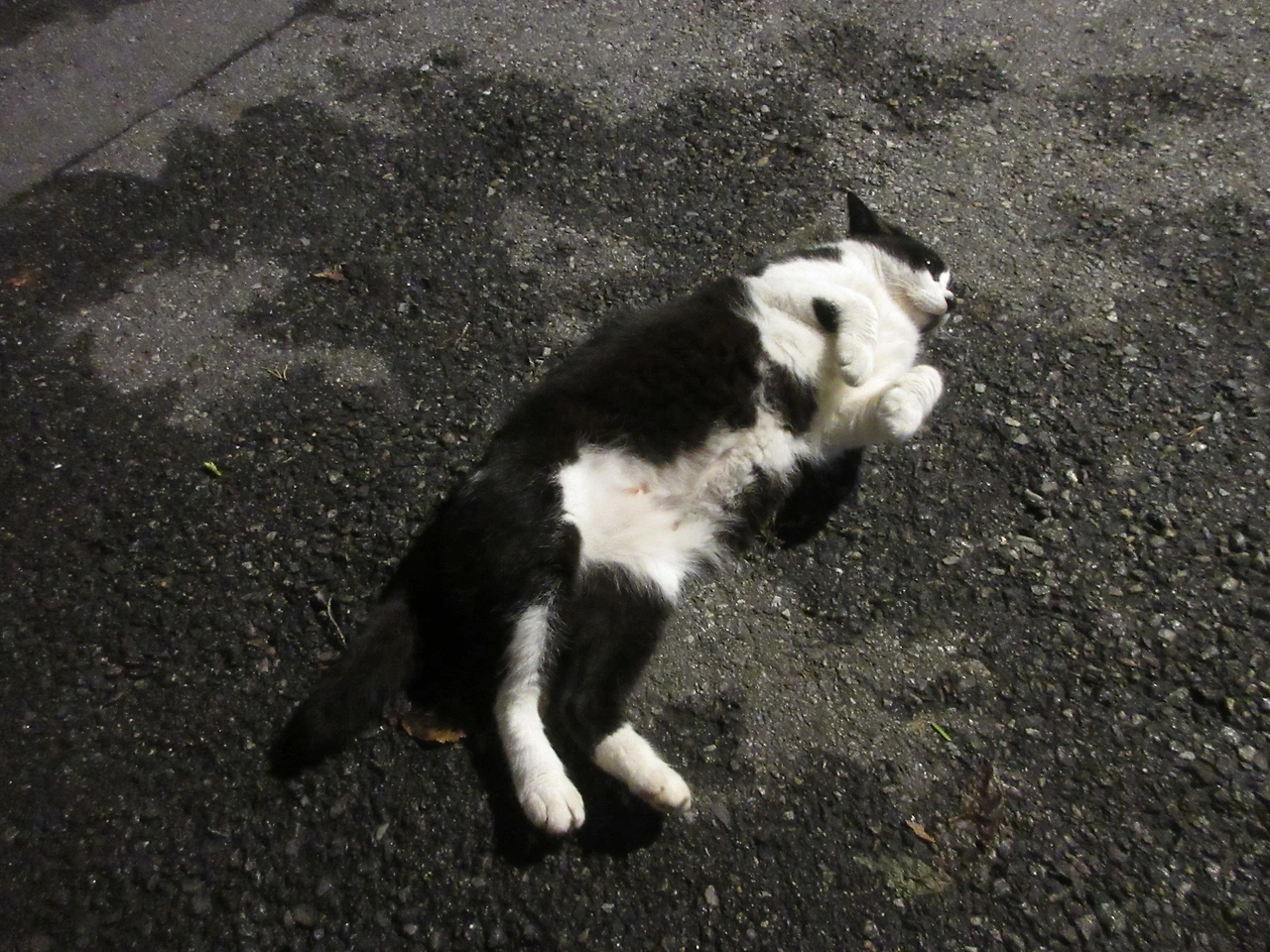 1_은애_작은귀_밤마실230721 (8).JPG