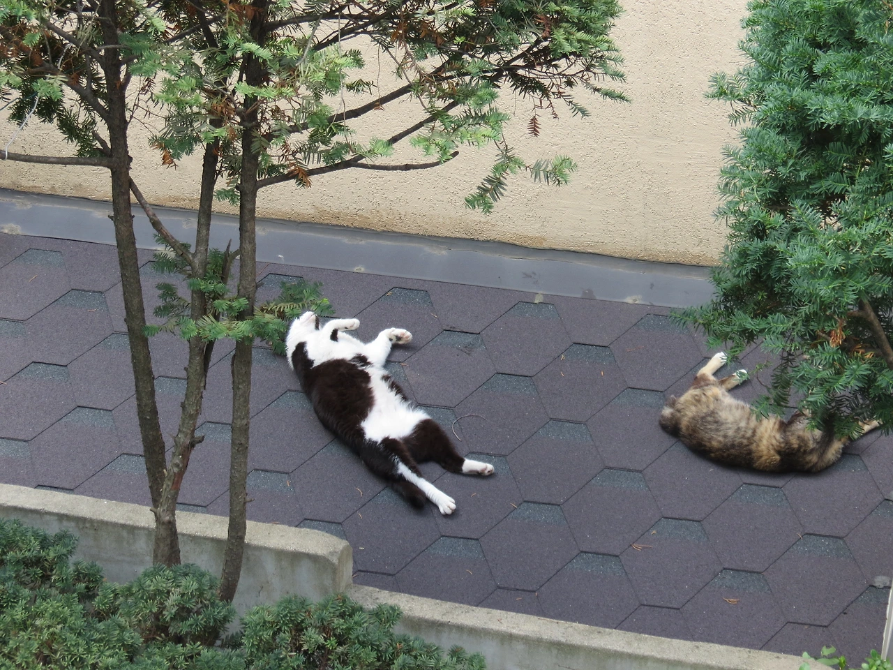 1은애_벌러덩_잠버릇_작은귀4_220729 (17).JPG