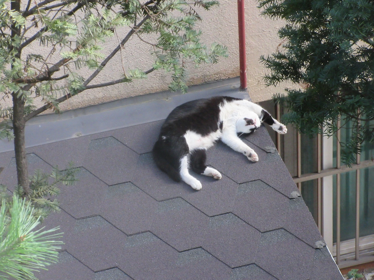 1은애_비온날_지붕5_220917 (75).JPG