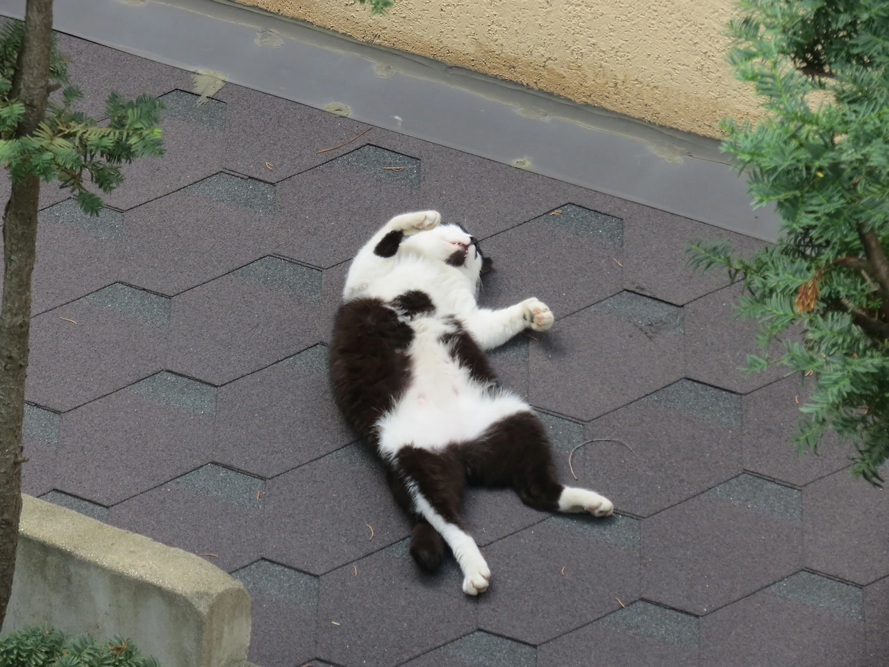 1은애_벌러덩_잠버릇_작은귀1_220729 (15).JPG