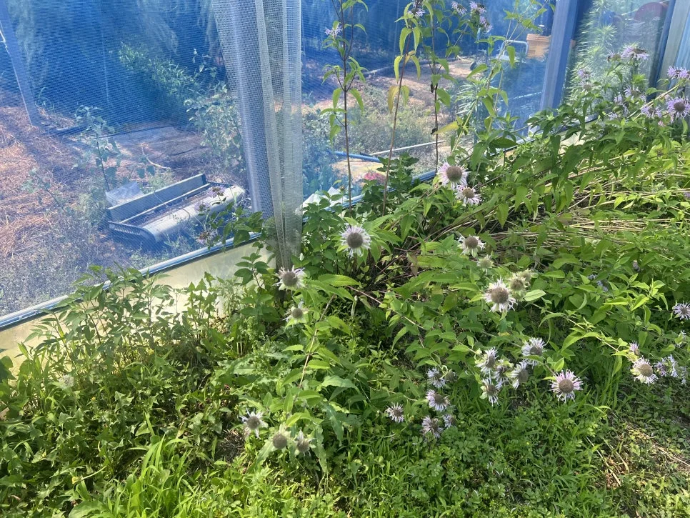 IMG_1204.jpg?type=w966