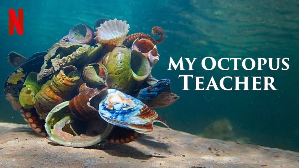 My-octopus-teacher-1024x576.jpeg