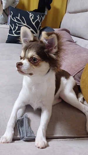 %EC%B2%9C%EB%91%A5%EC%9D%B4.jpg?type=w1