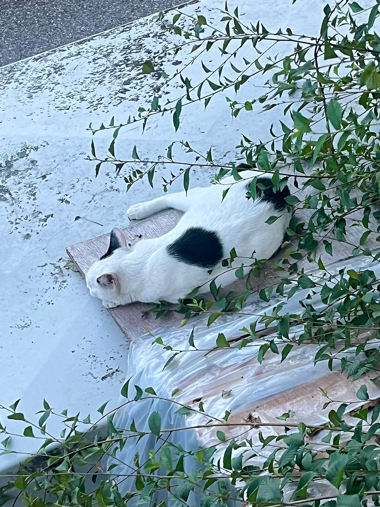 IMG%EF%BC%BF0948.jpg?type=w1600