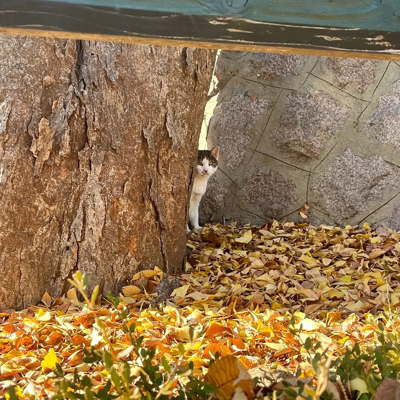 output%EF%BC%BF519733944.jpg?type=w1600