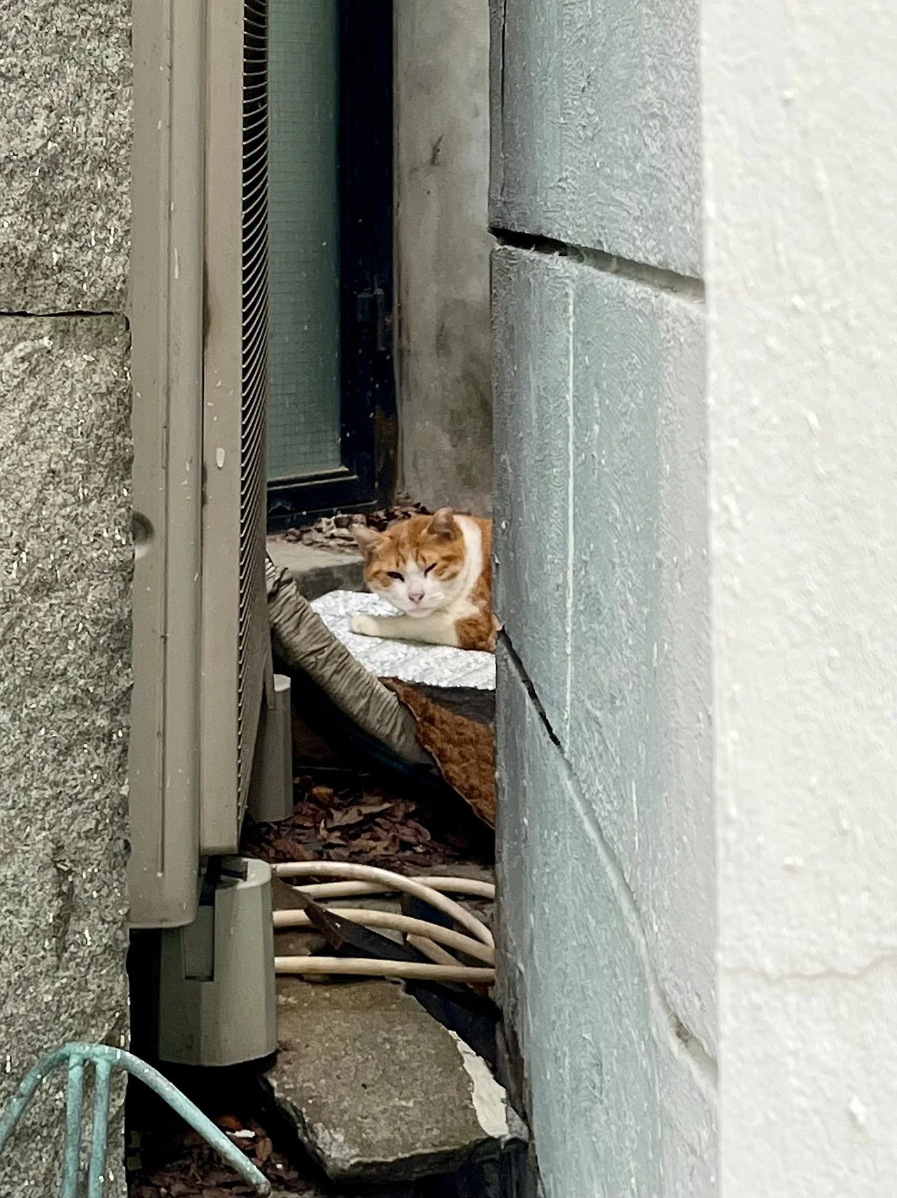 IMG%EF%BC%BF3607.jpg?type=w1600