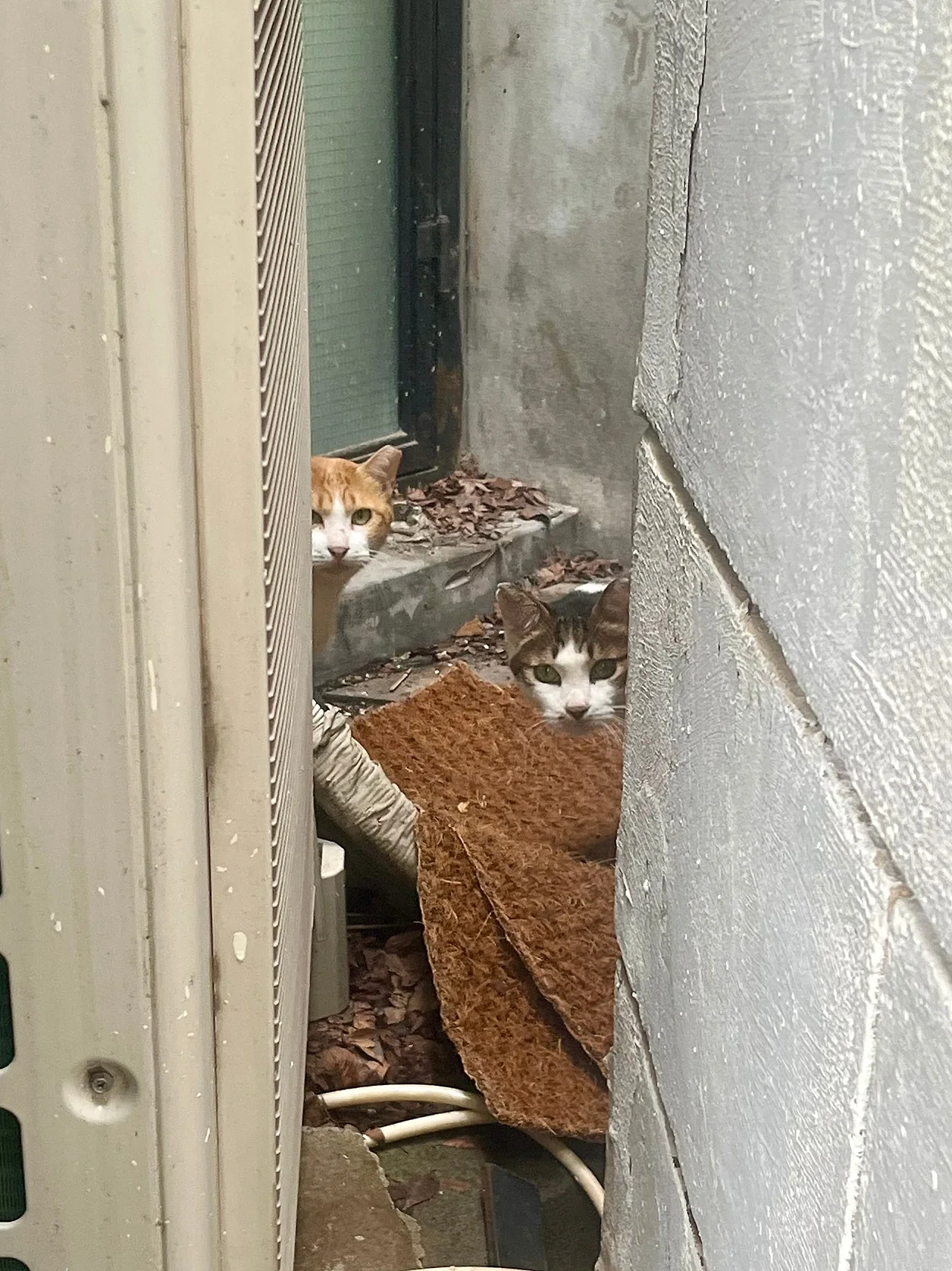 IMG%EF%BC%BF2249.jpg?type=w1600