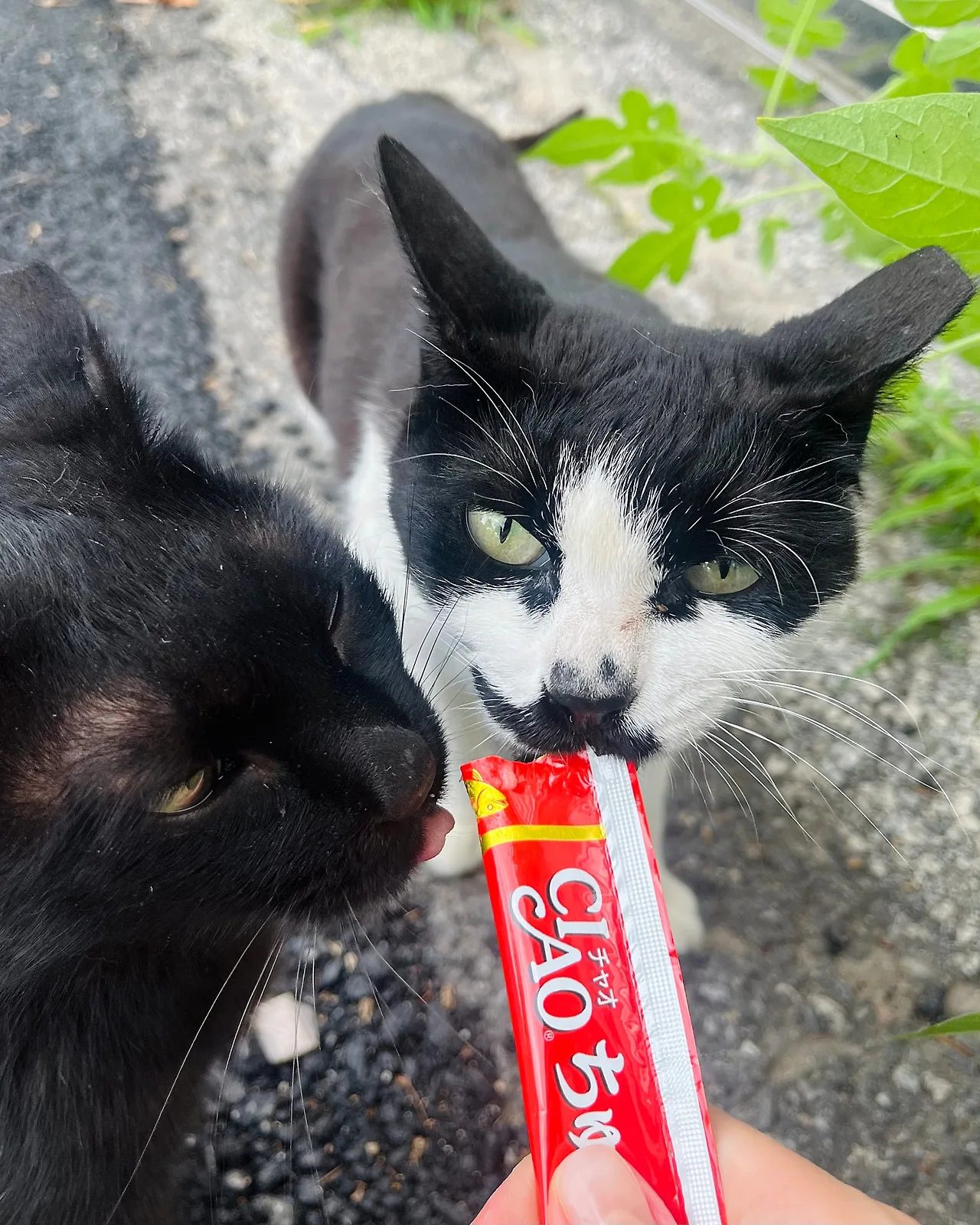 IMG%EF%BC%BF7047.jpg?type=w1600