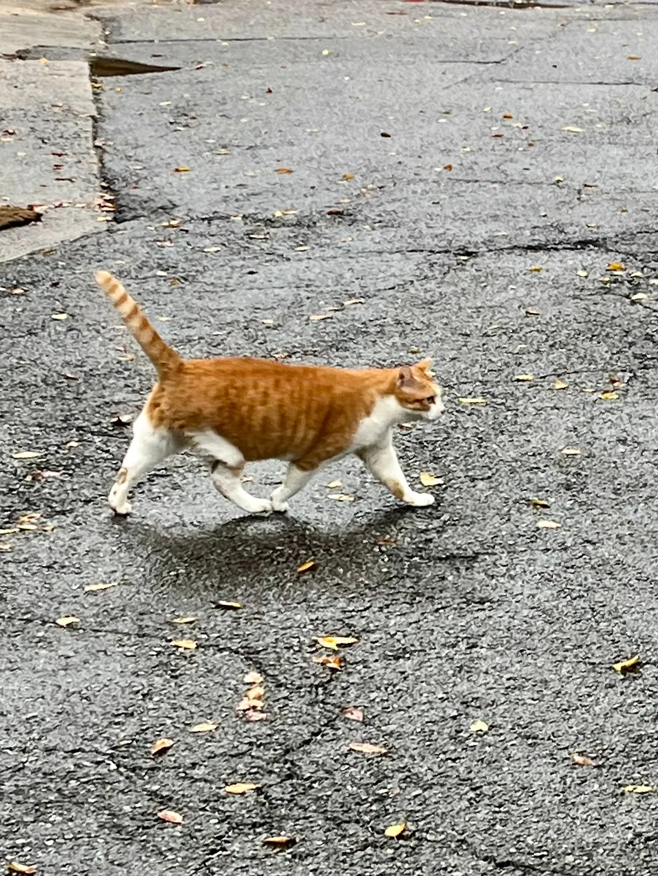 IMG%EF%BC%BF3098.jpg?type=w1600