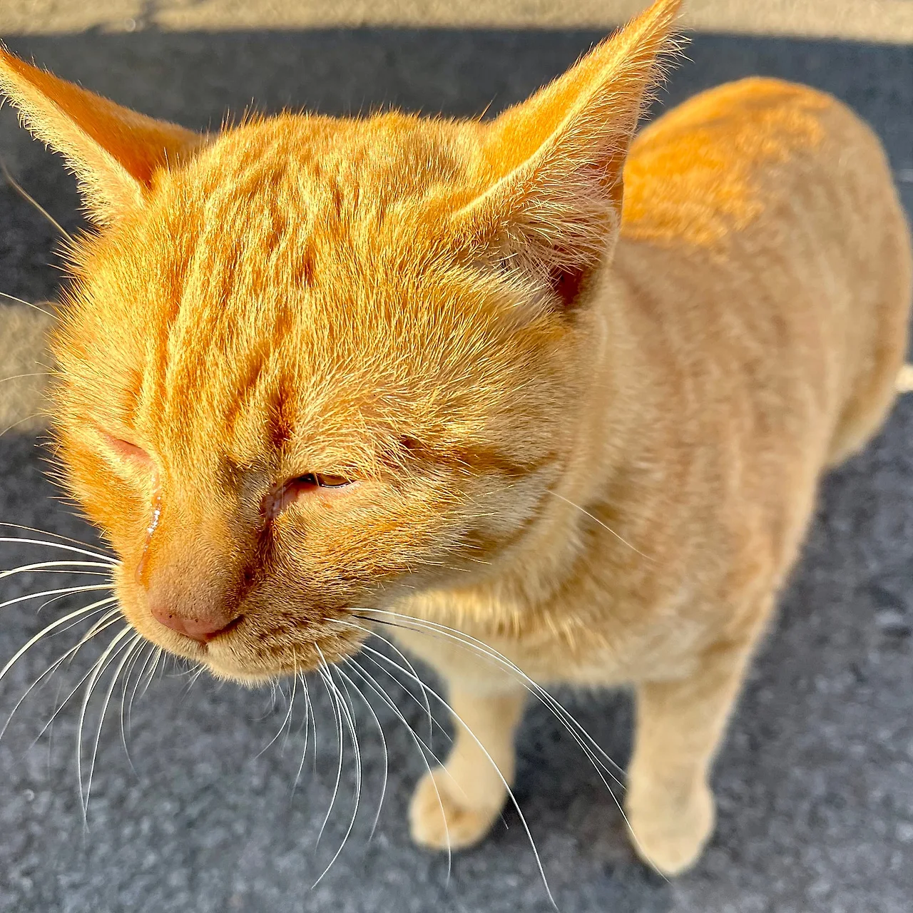 IMG%EF%BC%BF0447.jpg?type=w1600