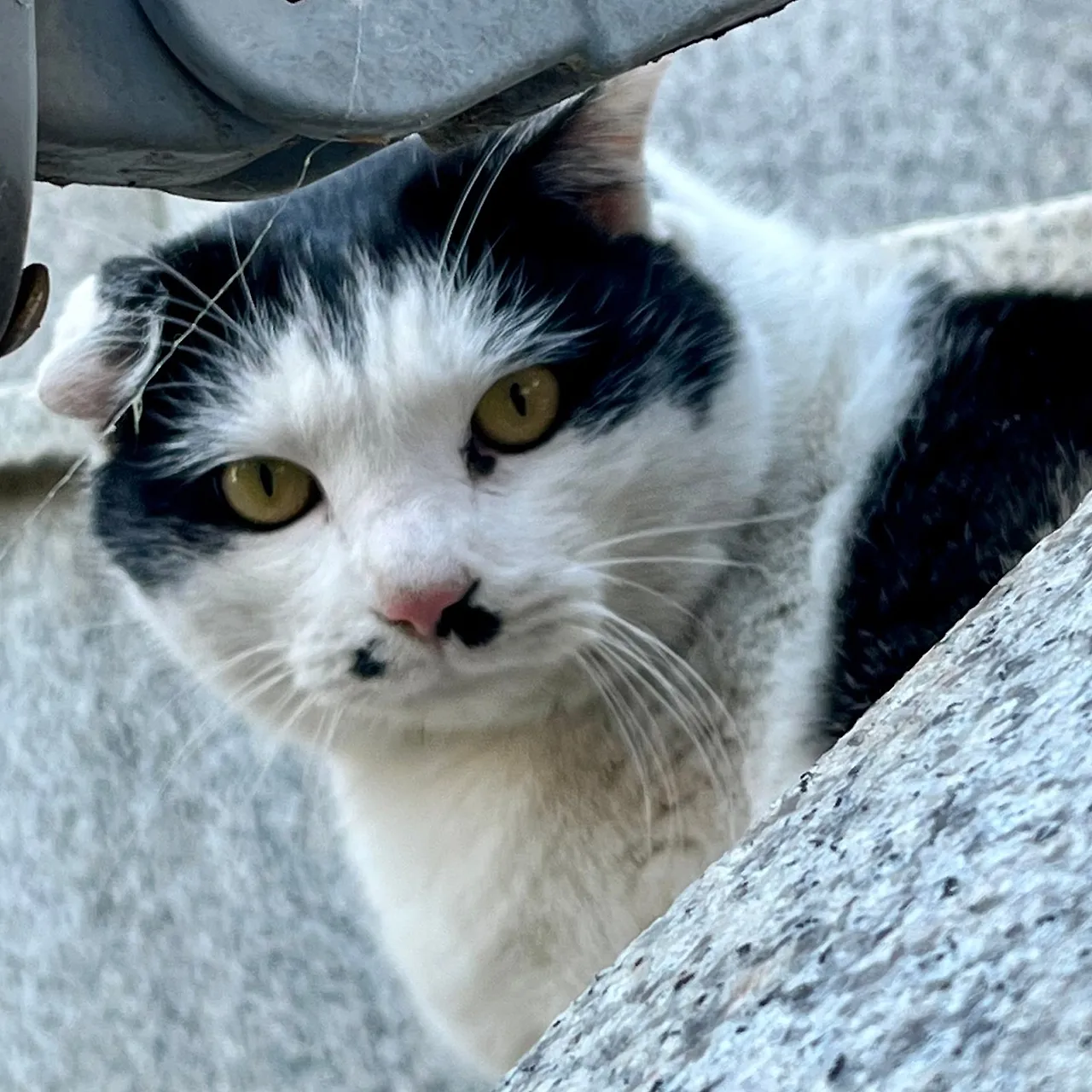 SE-E2648808-57AD-4657-8C3D-D7FE5111C503.jpg?type=w1600