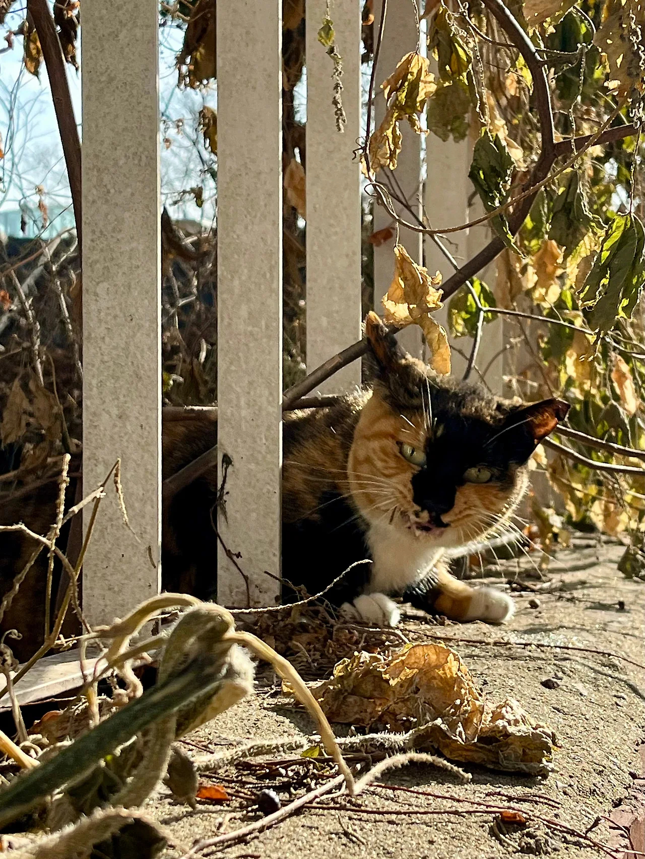 IMG%EF%BC%BF9161.jpg?type=w1600