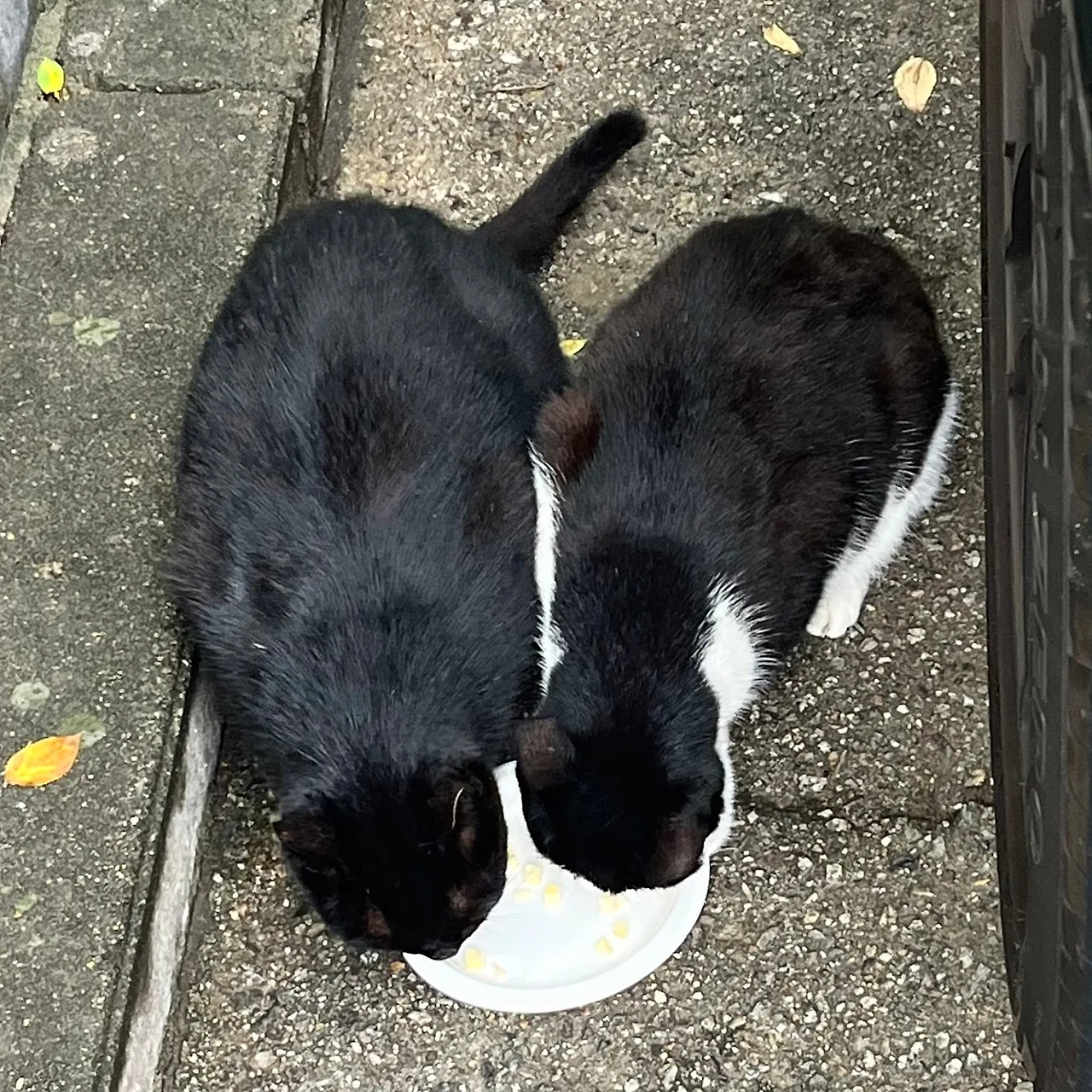 SE-8AB2EDD3-1B48-43C1-A81D-87354902C81B.jpg?type=w1600