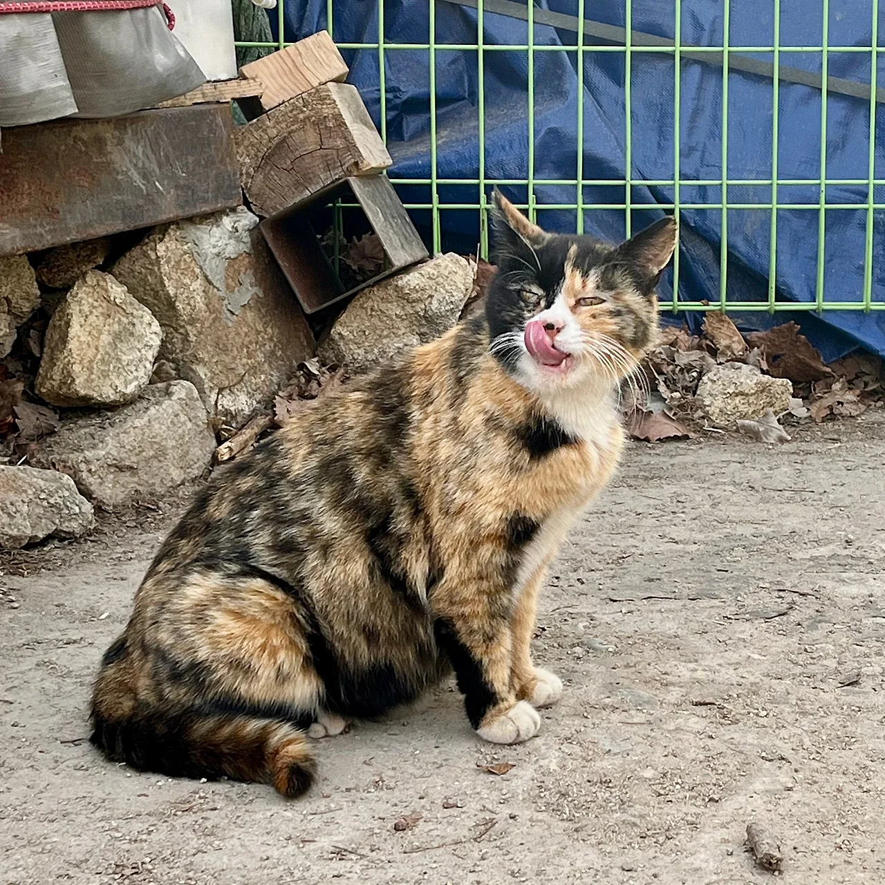 IMG%EF%BC%BF1310.jpg?type=w1600