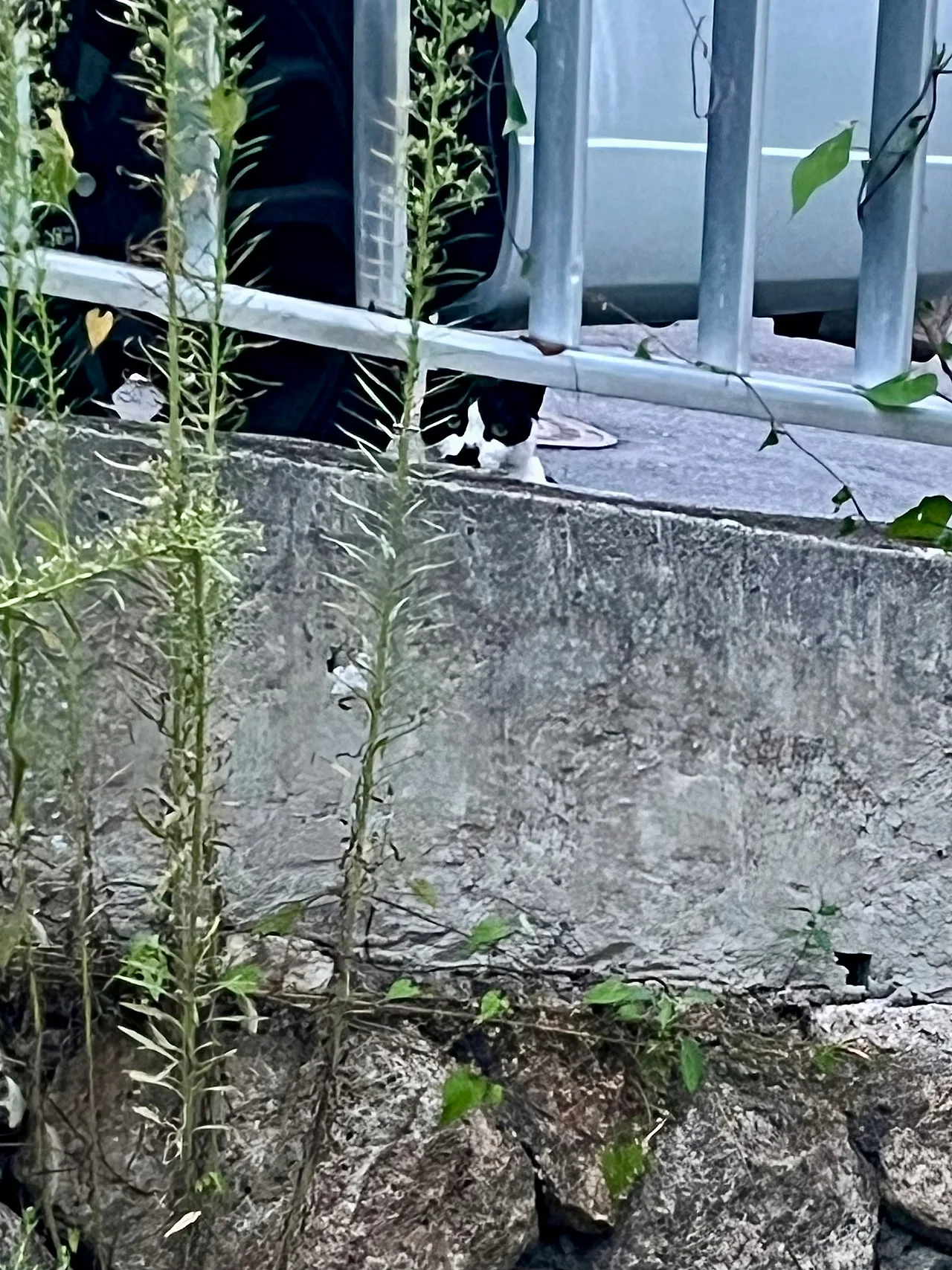 IMG%EF%BC%BF1084.jpg?type=w1600