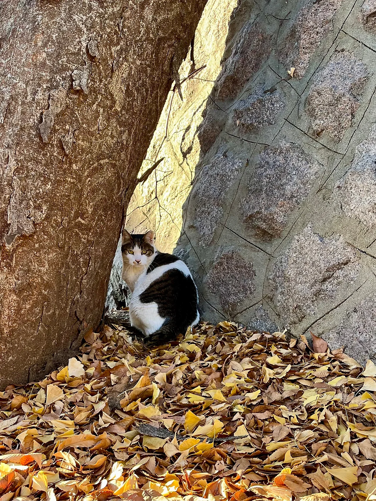 IMG%EF%BC%BF8752.jpg?type=w1600