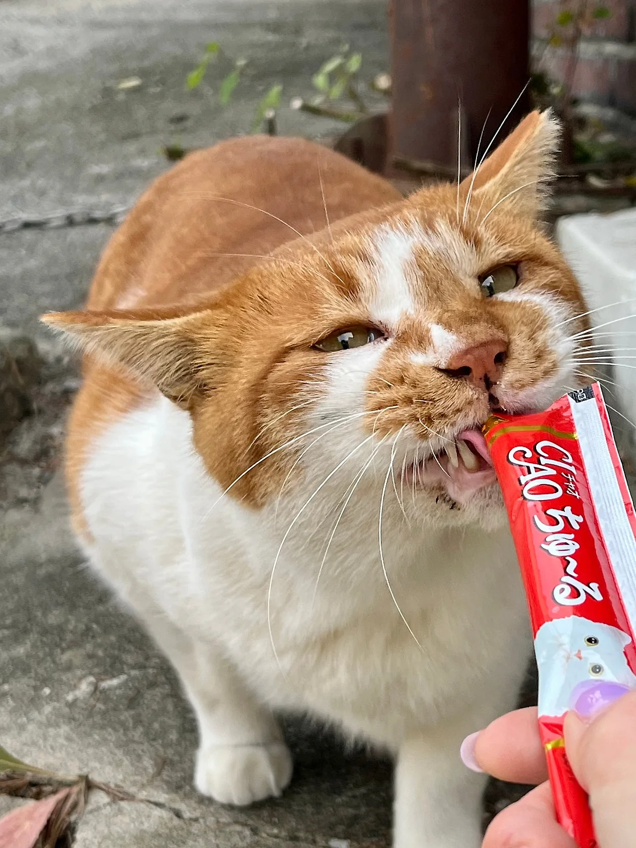 IMG%EF%BC%BF5035.jpg?type=w1600