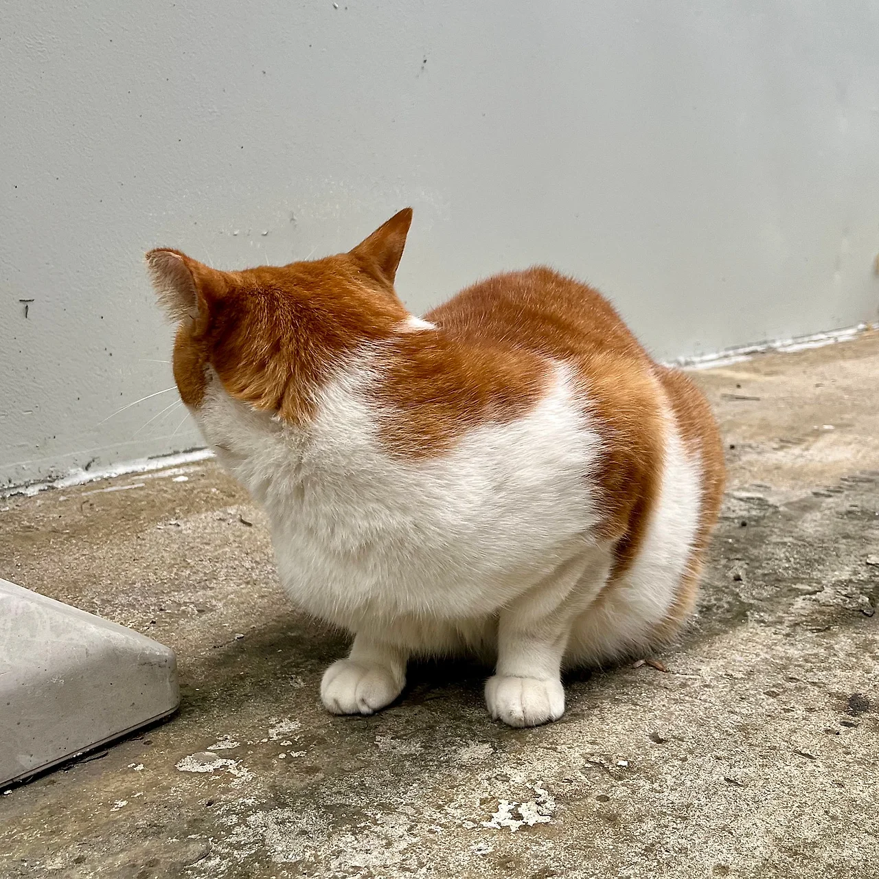 IMG%EF%BC%BF1826.jpg?type=w1600