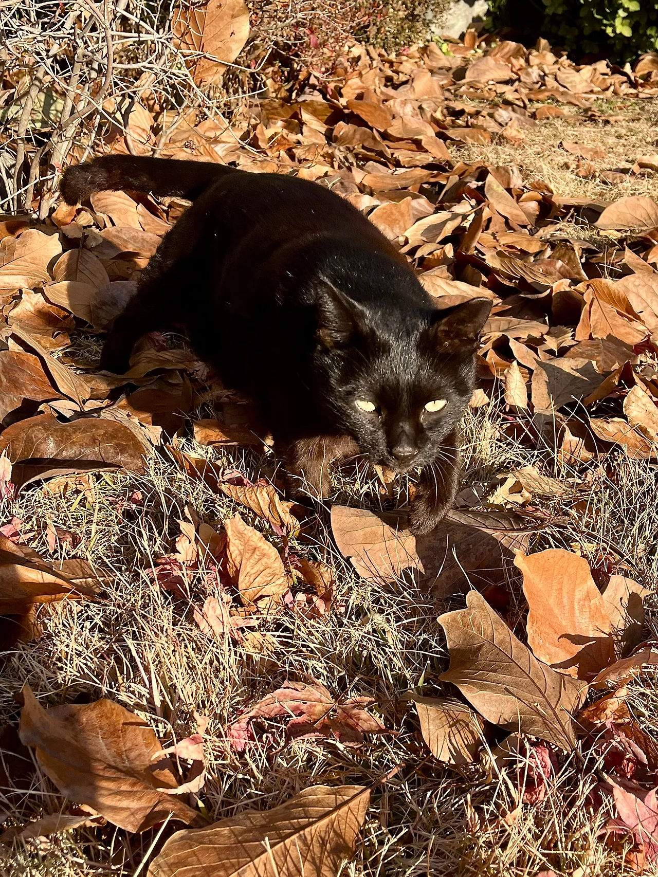 IMG%EF%BC%BF8938.jpg?type=w1600