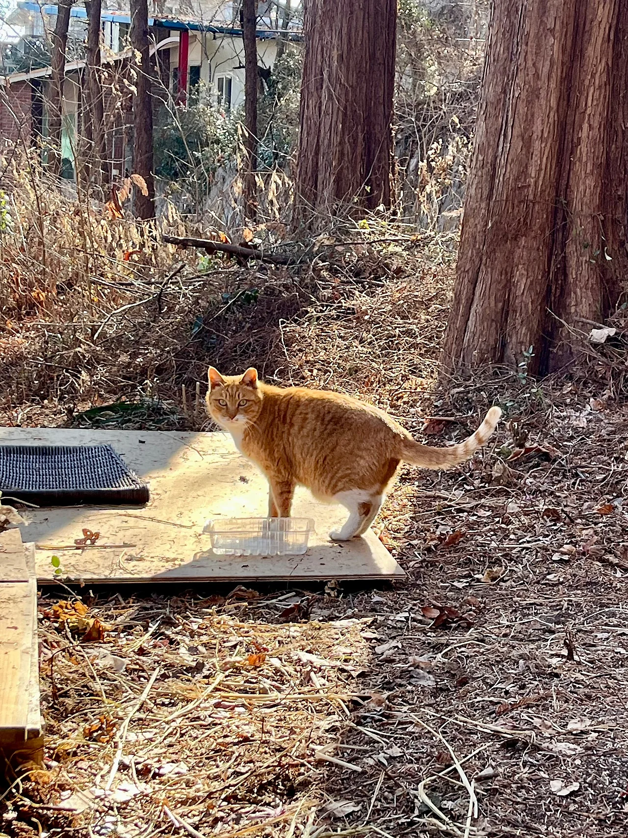 IMG%EF%BC%BF0992.jpg?type=w1600